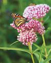 Establish a Monarch Waystation