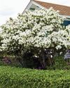 Viburnum