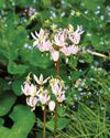 Spring Ephemerals to Treasure in the Garden