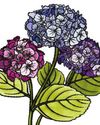 How Many Hydrangeas Are Too Many Hydrangeas?