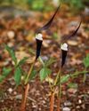 Dark, Dramatic Plants for a MIDNIGHT GARDEN