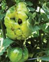 TROUBLESHOOT YOUR TOMATOES