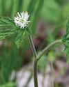 GOLDENSEAL