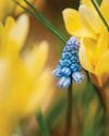 GARDEN GOAL: MORE SPRING BULBS