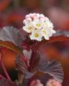 Unbridled COLOR Combos Unbridled COLOR Combos