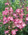 PENSTEMONS ARE PERFECTION PENSTEMONS ARE PERFECTION