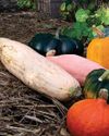 Success WITH Squashes Horticulture