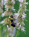 BUMBLE BEE ATLAS Horticulture