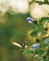 Hello Hummingbirds Horticulture