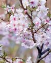 Horticulture