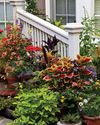 Horticulture