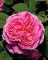 Horticulture