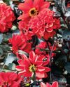 Horticulture
