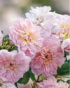 Horticulture
