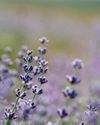 Horticulture