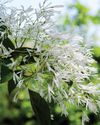 Horticulture