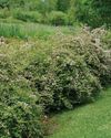 Horticulture