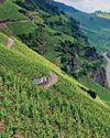Riesling: The Chameleon Grape Riesling: The Chameleon Grape8