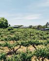 Uncorking Opportunity - How Australian wines are rewriting India's wine story Uncorking Opportunity - How Australian wines are rewriting India's wine story14