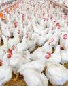 Indian poultry industry revenue poised to grow 8-10% by FY2025: CareEdge Ratings