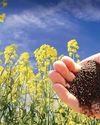 Grains Australia establishes Oilseed Council prioritising oilseed trade and market access