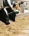 UPL, CH4 Global to distribute methanereducing feed supplement for cattle