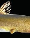 NBFGR discovers new sympatric yellow catfish species