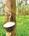 Indonesia's Koltiva empowers smallholders of natural rubber industry in Southeast Asia