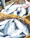 India registers growth in fish output to 184.02 LT in FY 23: Economic Survey