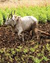 Structural Transformation of Indian Agriculture