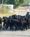 IGFRI developed Bundelkhandi goat receives official breed recognition