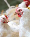 CLFMA holds strategic seminar on Current Challenges in Poultry sector
