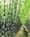UPL Unimart and IPL partner to transform Sugarcane farming across India
