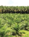 Enhancing Oil Palm Plantation Operations Through Al