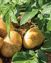 HyFarm and Fyllo to jointly advance precision agriculture for potato farming44