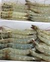 Can Tough Tariffs Rock India's Shrimp Exports?23