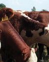 India can become global leader in livestock exports: DAHD Secretary31
