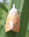Bayer launches BICOTA to manage stem borers in Paddy35