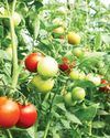 “The main challenge is to supply the high demand for seeds, as we need to comply with local regulations”25