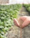 LIDA Plant Research advances biological IPM with root-specific formulation5