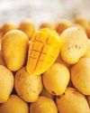 MangoPoint raises $1Mn led by inflection point ventures to scale chemical-free mango exports16
