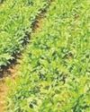 AgroSpectrum