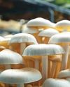 Mushroom Hybrids for Better Yield and Quality13