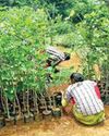 AgroSpectrum