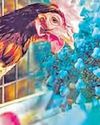 విజృంభిస్తున్న బర్డ్ ఫ్లూ!4