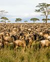 THE GREAT WILDEBEEST MIGRATION THE GREAT WILDEBEEST MIGRATION