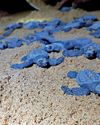 SAVING BABY SEA TURTLES4