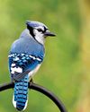 THE LADIES' MAN IN MY BACKYARD3
