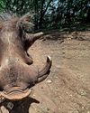 HIS BEST FRIEND WAS A 115-KG WARTHOG ... ONE DAY IT DECIDED TO KILL HIM Reader's Digest India