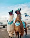 No Drama Llamas No Drama Llamas1